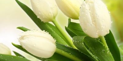 Nagyon Boldog Nőnapot Kívánuk Minden Kedves Női Olvasónknak!