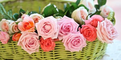 Rózsás kényeztetés