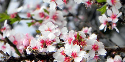 Természetes bőrápolóink 3. rész – a mandulaolaj